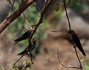 Lesser striped swallow (hurundo abyssinica) Lake Manyara